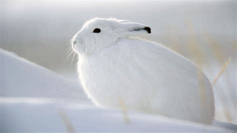 snow bunnies